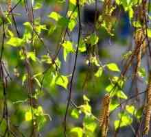 Listovi kože: ljekovita svojstva, primjena i kontraindikacije. Koji su korisni lišće?