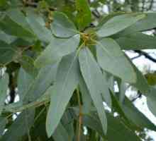 Eukaliptus ostavlja: aplikaciju i svojstva
