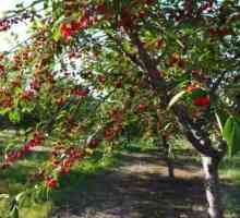 Lišće trešnje: korisna svojstva i kontraindikacije, primjena u narodnoj medicini, recepte
