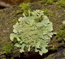 Lichen lišaji: opis, svojstva, struktura i značajke