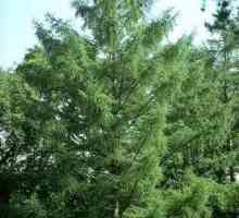 Лиственница - это лиственное или хвойное дерево? Особенности и распространение растения