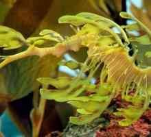 Listopadni zmaj mora - zanimljiv je stanovnik podvodnog svijeta