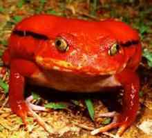 Rajčica žaba: opis neobičnog vodozemca