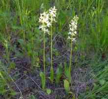 Dva lišća (Platanthera Bifolia). Dvostruka lista cvijeta - noćna ljubičasta