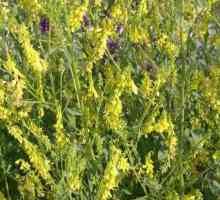 Alfalfa žuta: karakterističan, opis, korisna svojstva