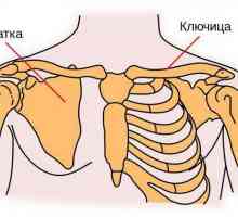 Ljudska scapula. Anatomija ljudske scapule