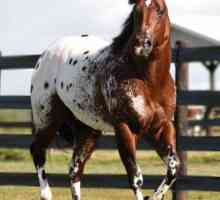 Konj od Appaloosa: fotografija, opis. Konjski konj: leopard, zaljev