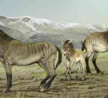 Konj Przewalski: opis, značajke i zanimljive činjenice