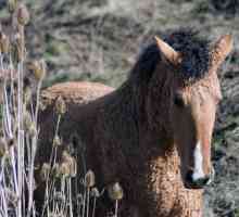 Bashkir uzgaja konje: opis, osobine i fotografije