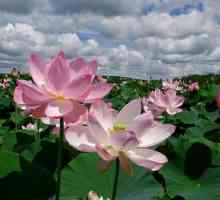 Lotus polja u Astrakhanu: opis, znamenitosti i zanimljive činjenice