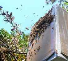 Ribolov roda: savjet od iskusnih pčelara