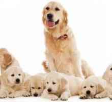 Lažni štenci u pasa: simptomi i liječenje