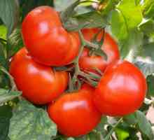 Najbolje vrste ranih rajčica