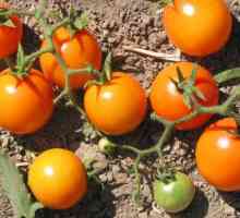 Najbolja rajčica za Sibir: fotografije i recenzije