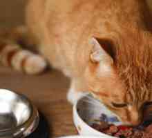 Najbolja mačka hrana s otkazivanjem bubrega