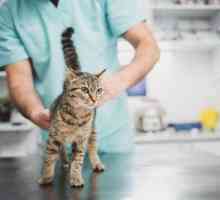 Najbolja hrana za sterilizirane mačke: recenzije veterinara o različitim vrstama