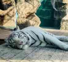 Najbolji zoološki vrt u Anapi