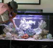 Magnetsko struganje za akvarij - ono što vam treba ljubitelj ribe