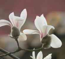 Magnolia s velikim cvjetnim: opis i uzgoj