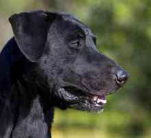 Majorca Shepherd Dog (Ca de Bestiar): opis pasmine, karaktera