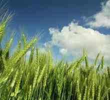 Makaroni iz sorti krutog pšenice: korisna svojstva. Makaroni od durum pšenice: kalorijski sadržaj
