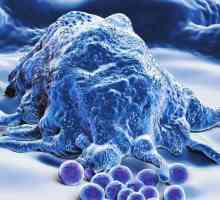 Makrofagi: što je to, i koja je njihova uloga u imunoj obrani tijela