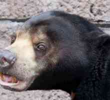 Malajski medvjed je Biruang. Malajski medvjed je najrjeđa vrsta