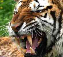 Malajski tigar: opis, fotografija