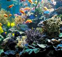 Mali umjetni ekosustav akvarija. Kako funkcionira zatvoreni ekosustav akvarija?