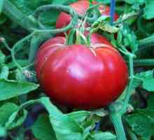 Čudo od malina (paradajz): pregled vrtlara, osobitosti uzgoja i reprodukcije