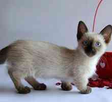 Munchkin - vesela mačka s kratkim šapama