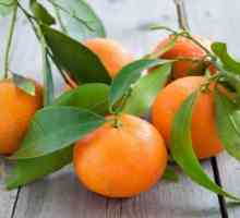 Mandarin nego korisno za tijelo? Sjemenke mandarina: korisna svojstva