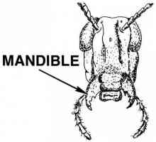 Mandible je čeljust insekata?