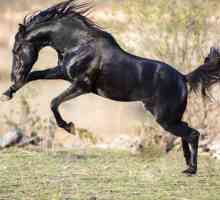 Marwari, pasmina konja: osobine i fotografije