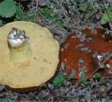 Маслята, масленок (грибы): описание, где растут, когда собирать