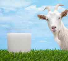 Mlijeko od kozjeg mlijeka: koristi i štete, kuhanje kod kuće