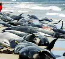 Массовое выбрасывание китов на сушу. Почему выбросились киты на берег?