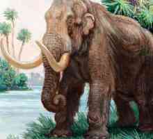 Mastodon je predak slona?