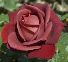 Vrtlarov san - terakota ruža