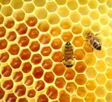 Med divljih pčela: ljekovita svojstva, indikacije za uporabu