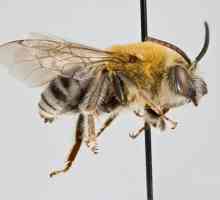 Med pčelinji divlji ili domaći. Medeni pčelar: Vrste