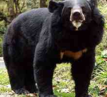 Bear-gubachev - životinja s neobičnim izgledom i neobičnim navikama