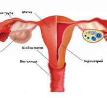 Menstrualni ciklus: kako računati početak i trajanje