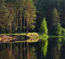 Meshchersky šume: opis, priroda, značajke i recenzije. Meshchersky krai: mjesto, priroda i fauna