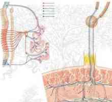 Metasimpatički živčani sustav: značenje, struktura i funkcija