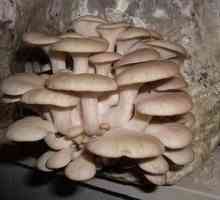 Mycelium gljive kamenica s vlastitim rukama. Tehnologija rasta