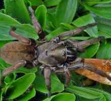 Migalomorfični pauci: vrste i značajke