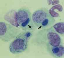 Mycoplasmosis in macs: simptomi i liječenje