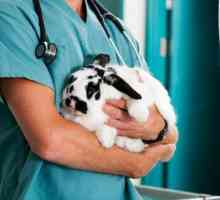 Mikeksomatoza kod zečeva: je li moguće jesti meso bolesne životinje?