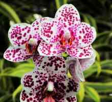 Mini-orhideja phalaenopsis kod kuće: značajke uzgoja, brige i povratnih informacija